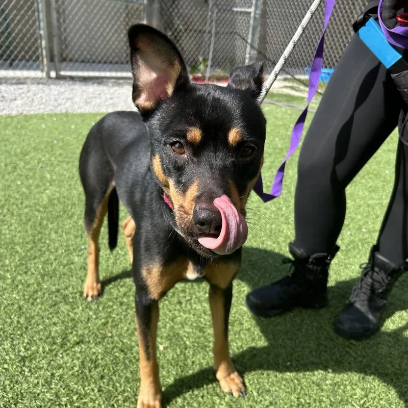 Coco