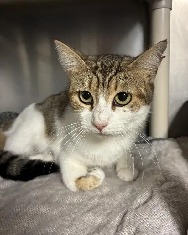 A young small-sized female Domestic Short Hair cat named Overstuffed Fig Newton for adoption in Richmond, VA