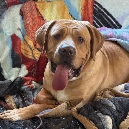 Scarlett thumbnail 2