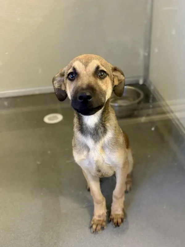 A baby large-sized male Shepherd dog named Butter Finger for adoption in Victorville, CA