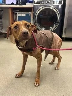An adult large-sized female Labrador Retriever dog named Princess Diana for adoption in Miami, FL