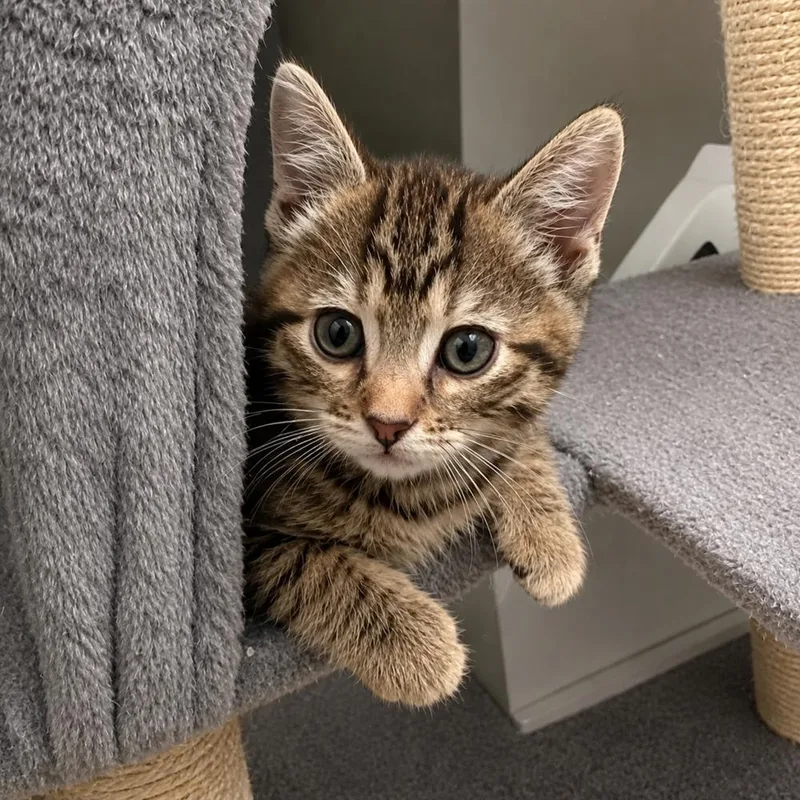 A baby small-sized male Brown / Chocolate Domestic Short Hair cat named Discovery for adoption in Chicago, IL