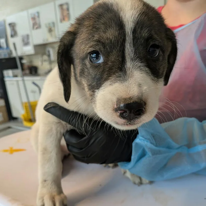 A baby small-sized female White / Cream Mixed Breed dog named Chimichanga for adoption in Huntington, WV