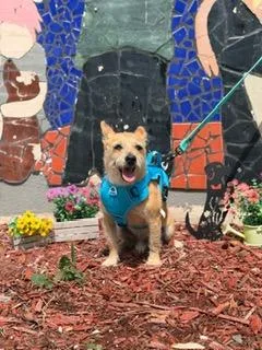 A senior small-sized male Apricot / Beige Wirehaired Terrier dog named Pablo for adoption in Miami, FL
