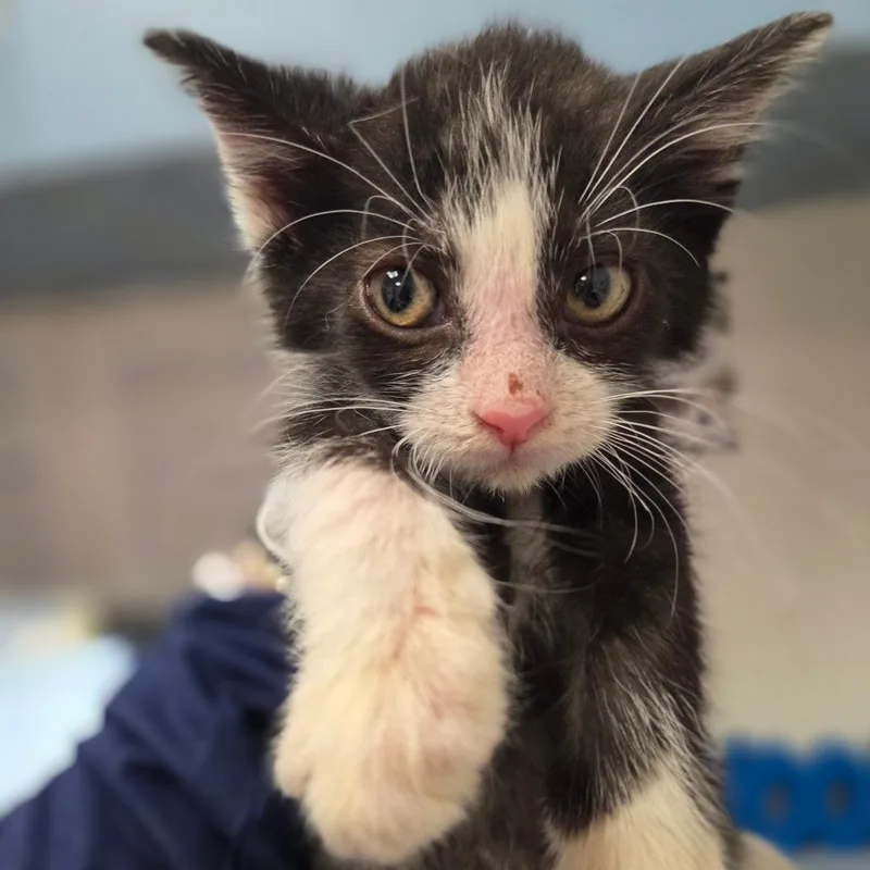 A baby small-sized male Black Domestic Short Hair cat named Boy with Luv for adoption in Charleston, WV