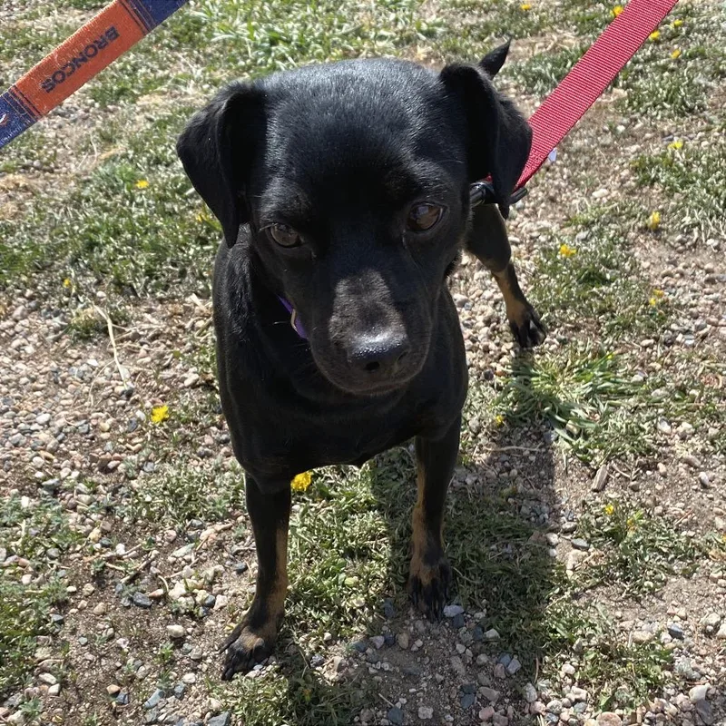 An adult small-sized female Black Chihuahua dog named Lentil for adoption in Cheyenne, WY