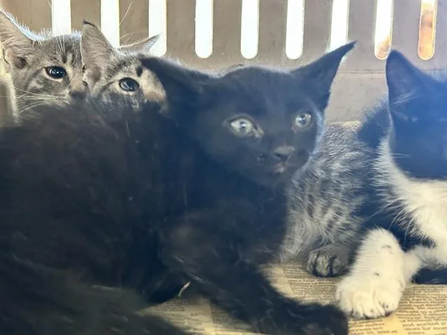 A baby small-sized male Domestic Short Hair cat named Carlos for adoption in Ocala, FL
