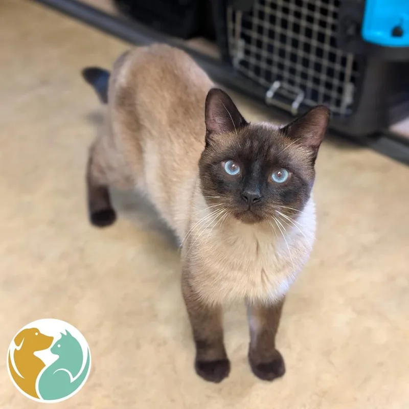A young large-sized male Seal Point Domestic Short Hair cat named Kimchi for adoption in Toledo, OH