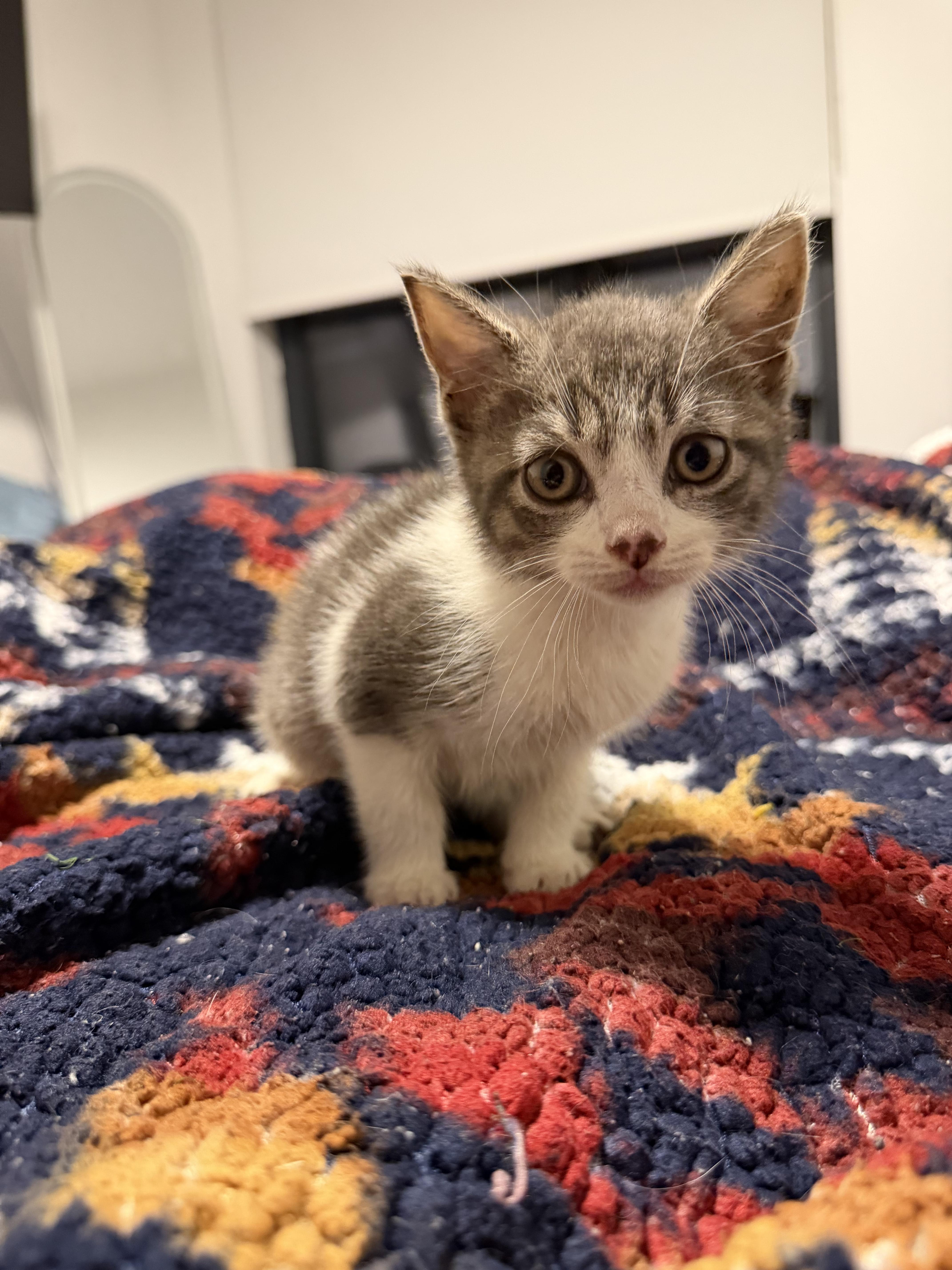 A baby small-sized male Gray & White Domestic Short Hair cat named Pepe for adoption in Bayonne, NJ