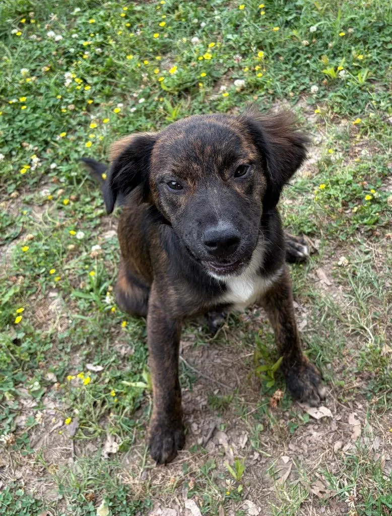 A baby medium-sized male Spaniel dog named Linus for adoption in Little Rock, AR