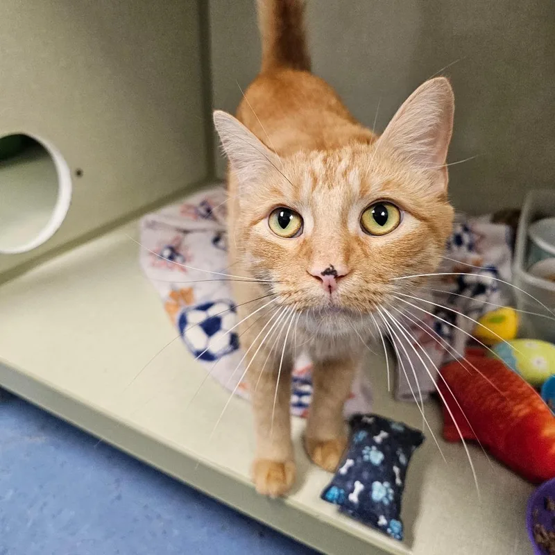 An adult small-sized male Orange / Red Domestic Short Hair cat named Hamilton for adoption in Monroe, MI