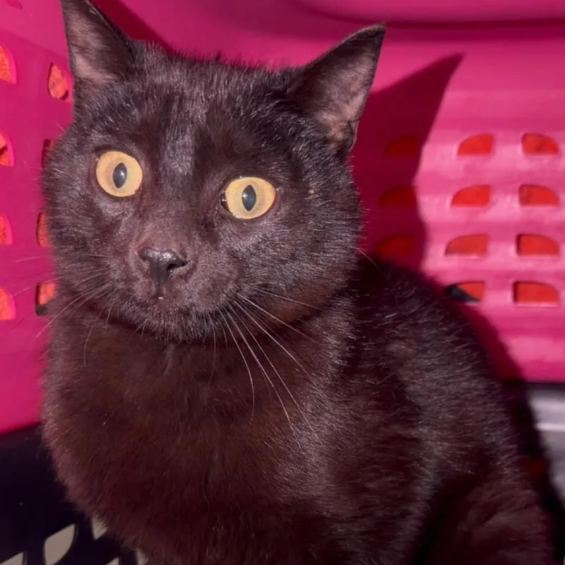 A young medium-sized male Black Domestic Short Hair cat named Sammy for adoption in Manheim, PA