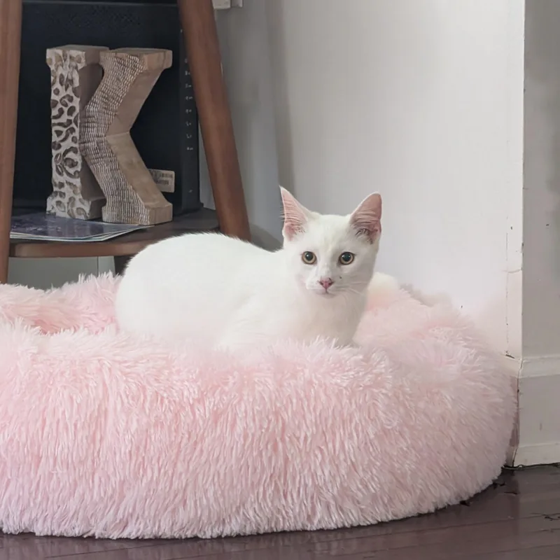 A young medium-sized male White Domestic Short Hair cat named Tofu for adoption in New Orleans, LA