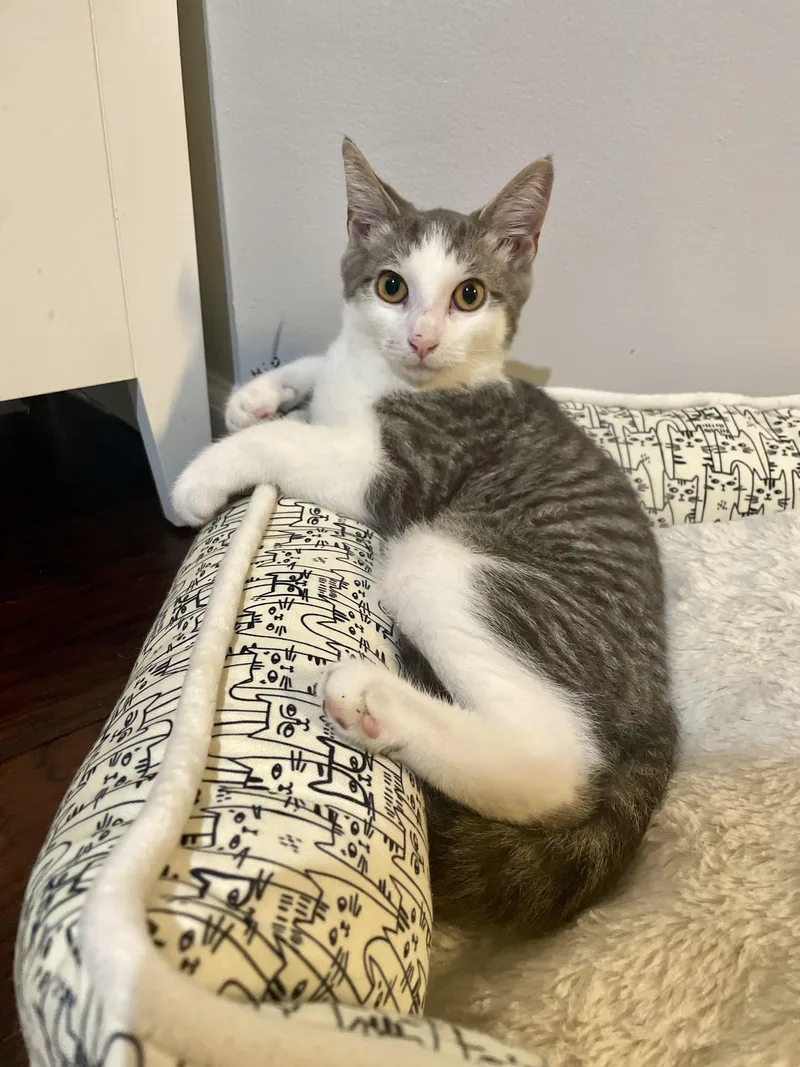 A baby medium-sized male Gray & White Domestic Short Hair cat named Bao for adoption in Haddon Heights, NJ