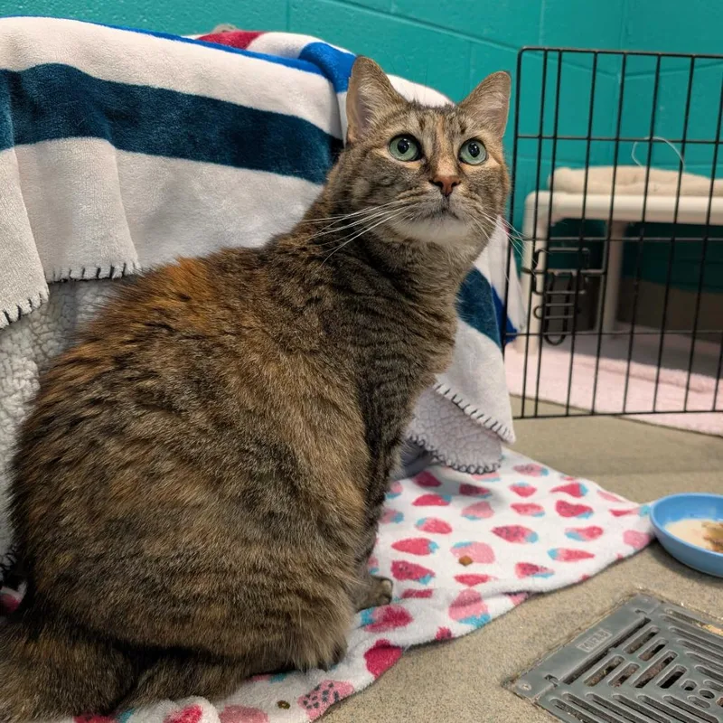 A senior large-sized female Brown / Chocolate Domestic Short Hair cat named Meatball for adoption in Fredericksburg, VA