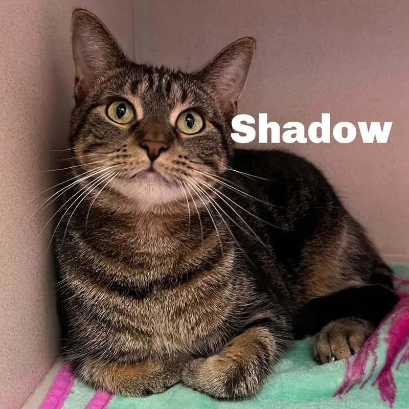 A young small-sized female Brown / Chocolate Domestic Short Hair cat named Shadow for adoption in Escanaba, MI