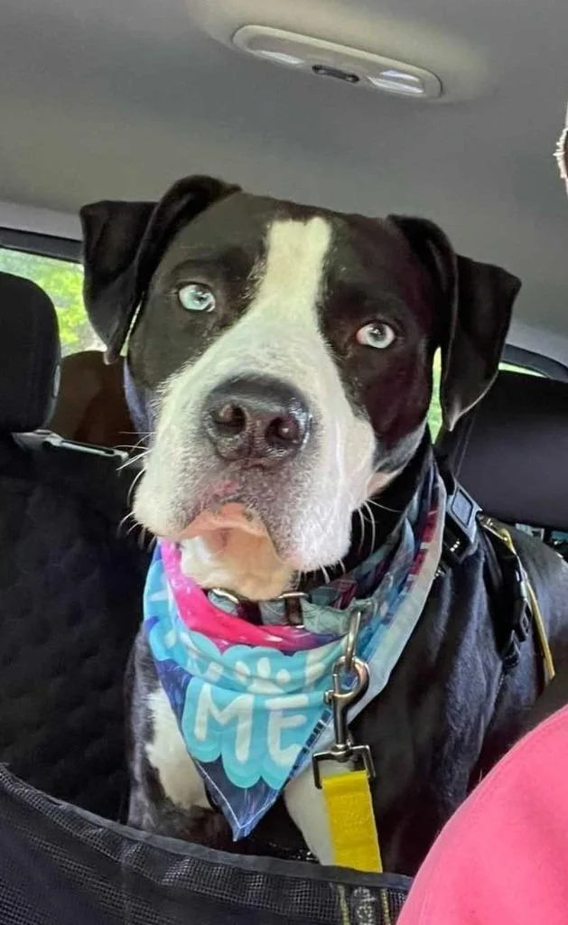An adult medium-sized male Terrier dog named Ashford for adoption in New Kensington, PA
