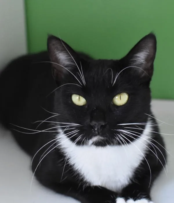 An adult medium-sized female Black & White / Tuxedo Domestic Short Hair cat named Buttons for adoption in Marietta, GA