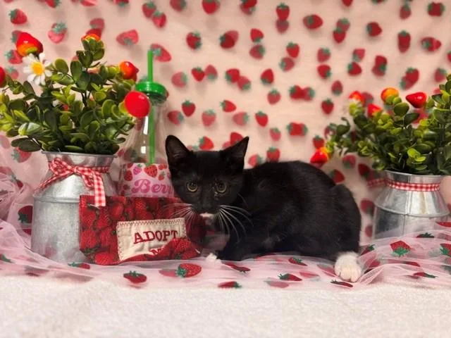 A baby small-sized male Domestic Short Hair cat named Ronaldo for adoption in Fairfield, CA