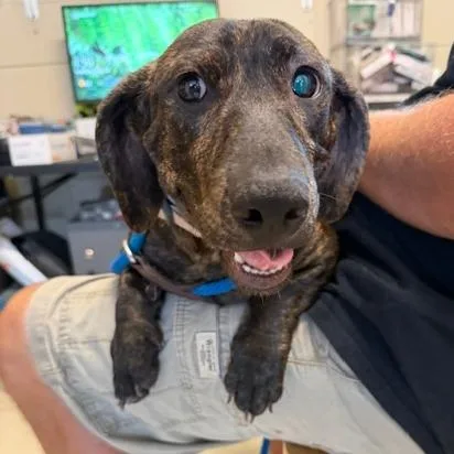 An adult small-sized male Brindle Dachshund dog named Luigi for adoption in Denison, TX