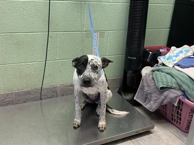 A young large-sized female Australian Cattle Dog / Blue Heeler dog named Dottie for adoption in Grand Prairie, TX