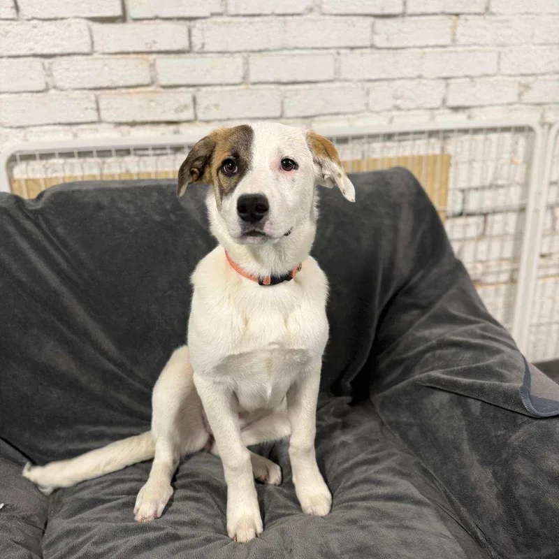 A baby medium-sized female Great Pyrenees dog named Stella for adoption in Torrance, CA