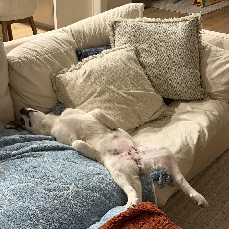 Stella thumbnail 3