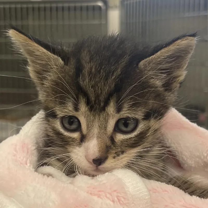 A baby small-sized male Domestic Short Hair cat named Zazu for adoption in West Palm Beach, FL