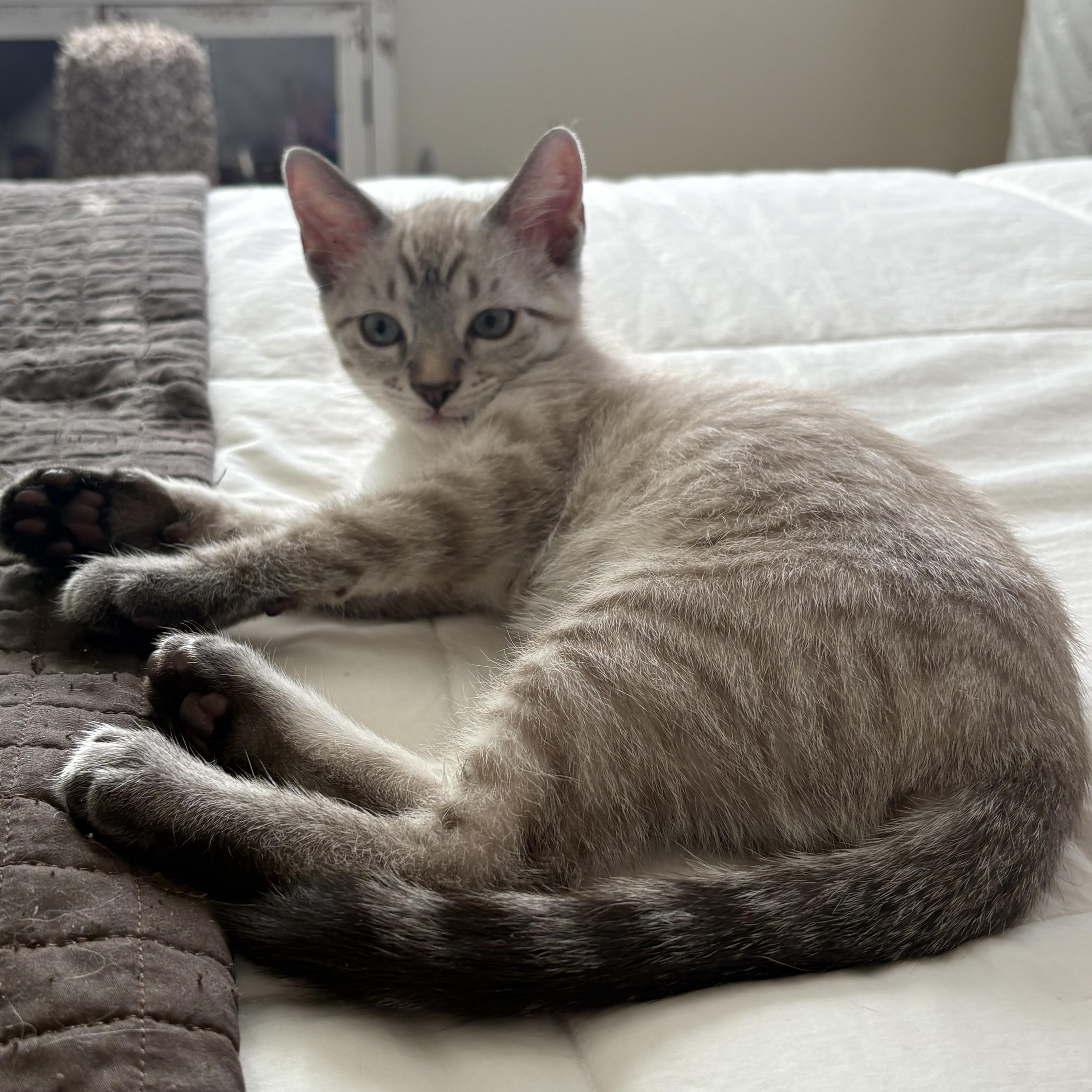 A baby small-sized male Domestic Short Hair cat named Otter for adoption in Los Angeles, CA
