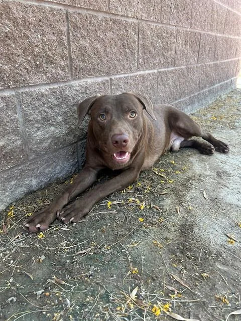 A young large-sized male Labrador Retriever dog named Flint for adoption in Riverside, CA