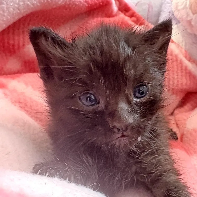 A baby small-sized male Black Domestic Short Hair cat named Abra for adoption in Long Beach, CA