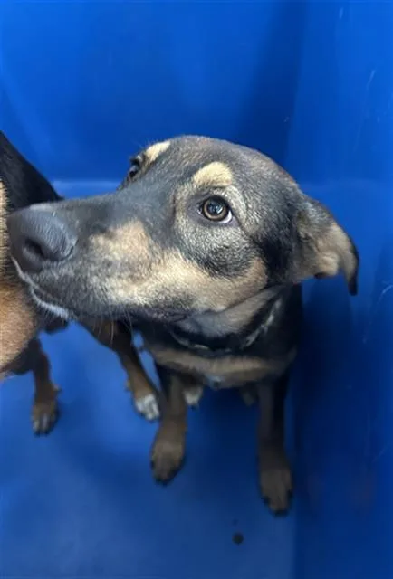 A young large-sized female Mixed Breed dog named Garnet for adoption in Dallas, TX