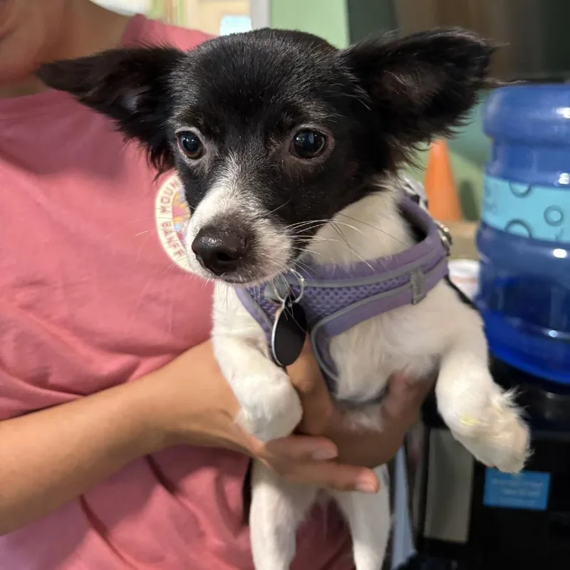 An adult small-sized female Black Chihuahua dog named Indie for adoption in Tampa, FL