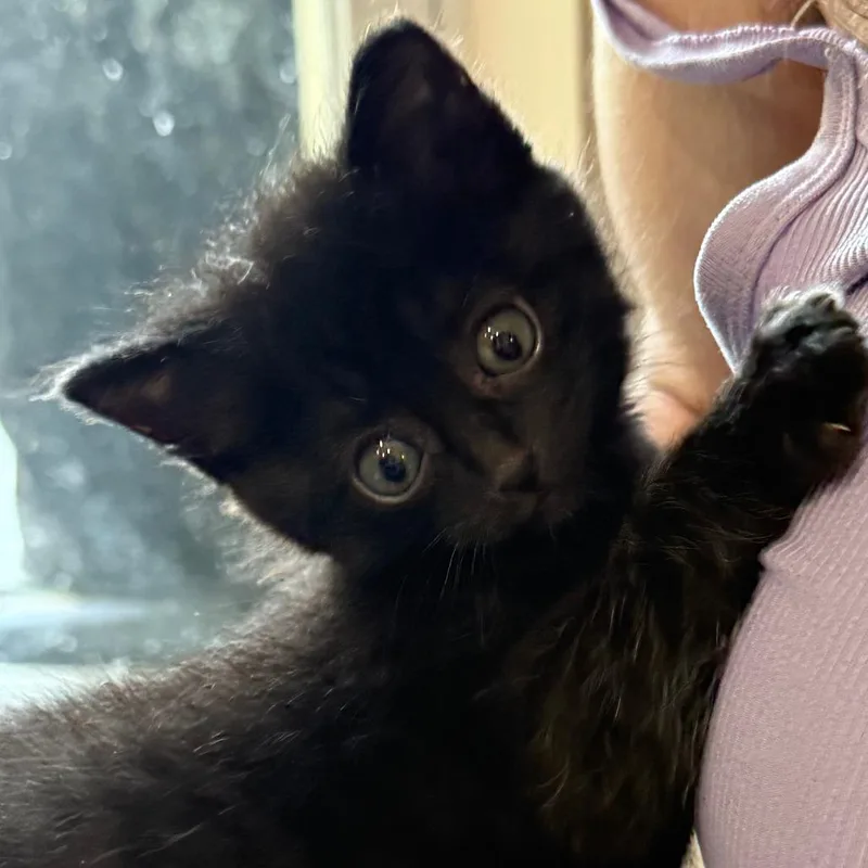 A baby small-sized female Black Domestic Short Hair cat named Truffles for adoption in Fort Lauderdale, FL