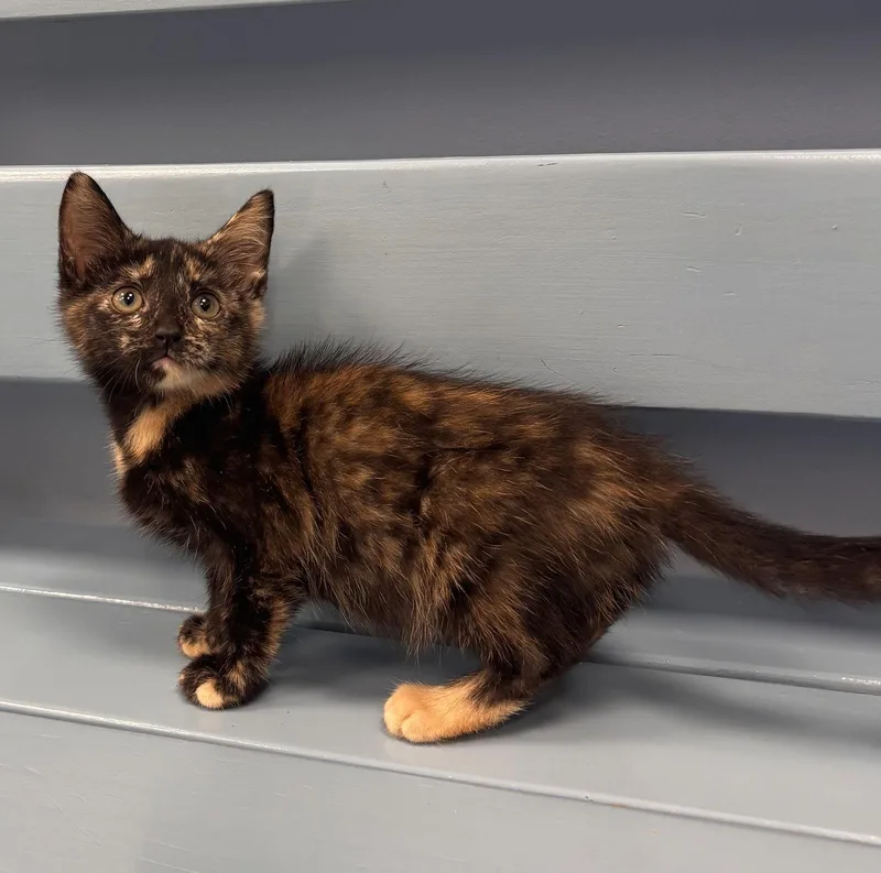 A baby medium-sized female Tortoiseshell cat named Pita for adoption in Georgetown, KY