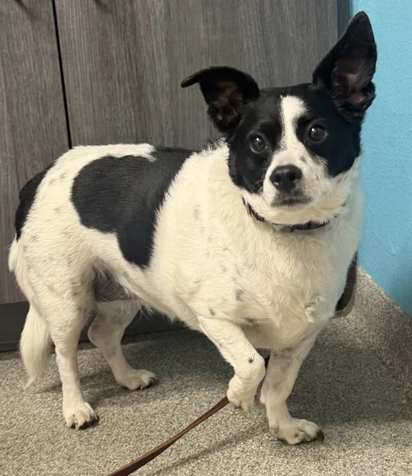 An adult small-sized female Australian Cattle Dog / Blue Heeler dog named Sara for adoption in Escondido, CA