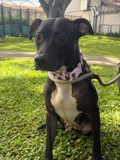 An adult medium-sized female Mixed Breed dog named Pretty for adoption in Honolulu, HI