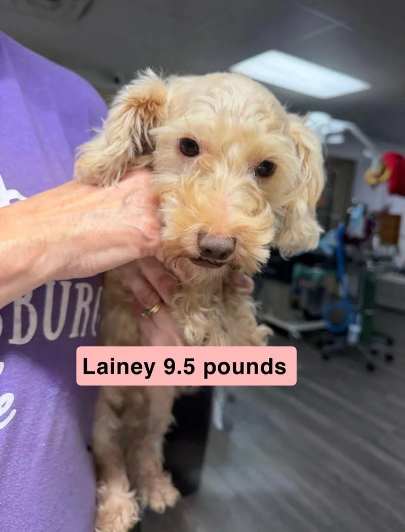 Lainey