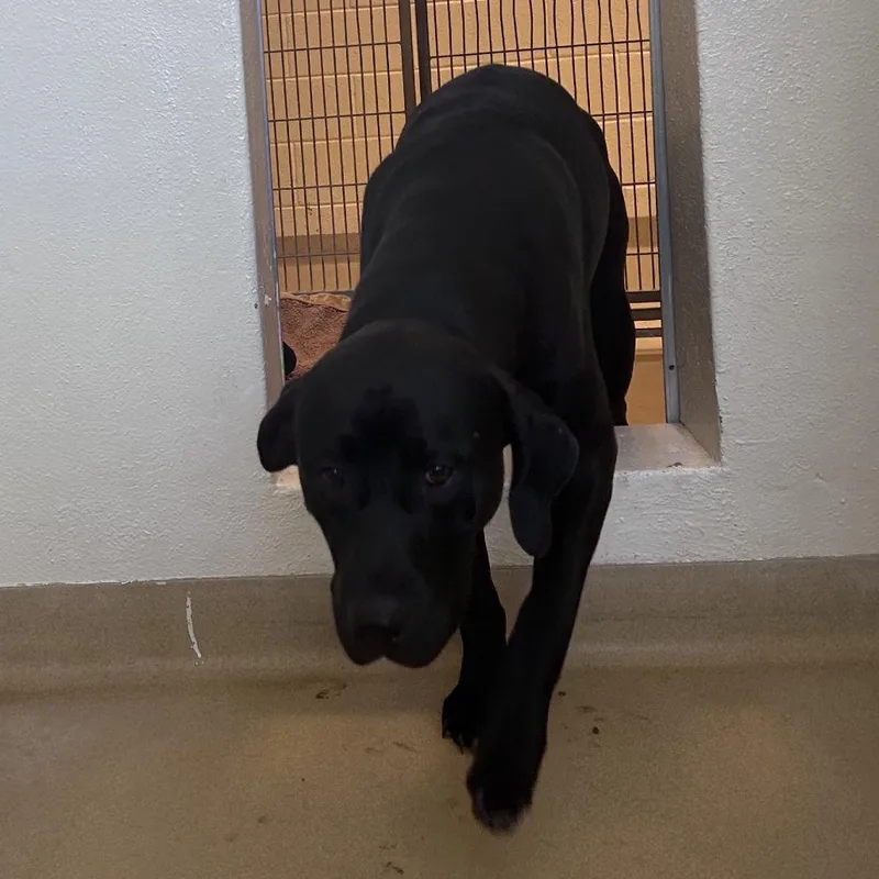 A young large-sized male Black Mixed Breed dog named Hulk for adoption in Asheville, NC