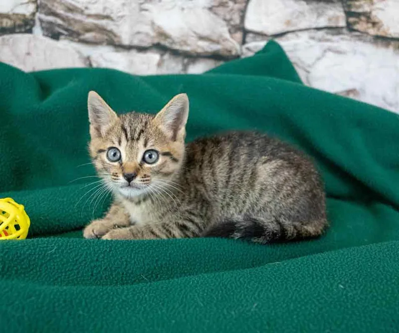 A baby medium-sized male Domestic Short Hair cat named Phineas for adoption in Kennesaw, GA
