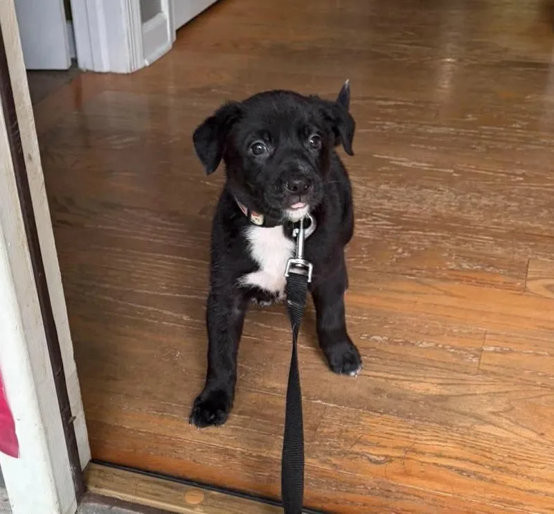 A baby medium-sized male Black Labrador Retriever dog named Bracket for adoption in Bethlehem, PA