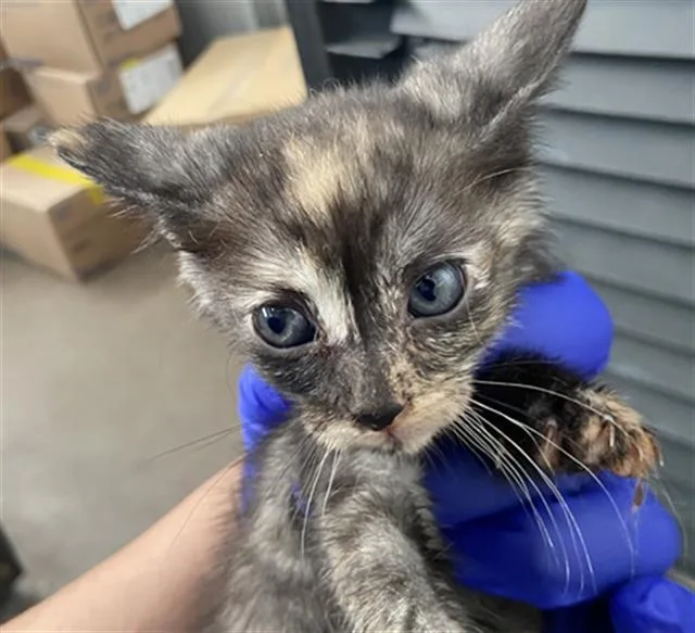 A baby medium-sized female Domestic Short Hair cat named Winnie for adoption in Dallas, TX