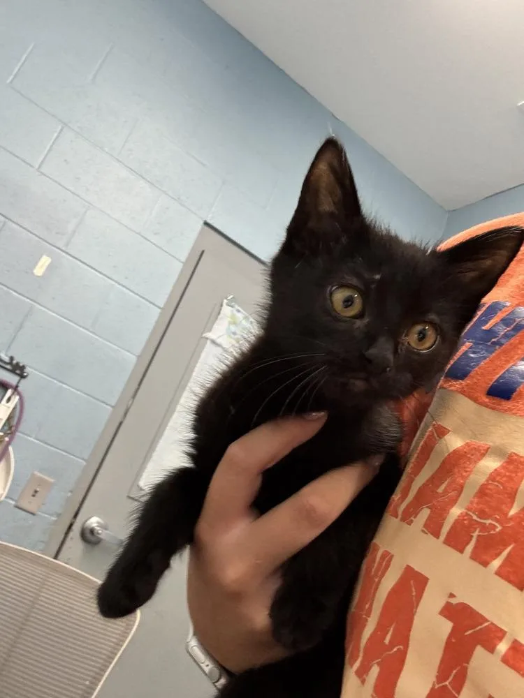 A baby small-sized female Black Domestic Short Hair cat named Persis for adoption in Evansville, IN