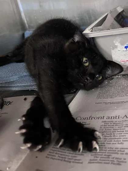 A baby small-sized male Domestic Short Hair cat named Harry Pawter for adoption in Houston, TX