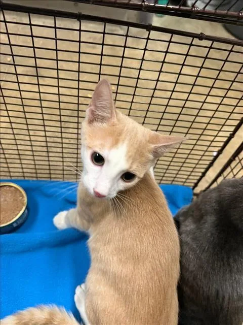 A baby medium-sized male Domestic Short Hair cat named Saturn for adoption in Van Nuys, CA