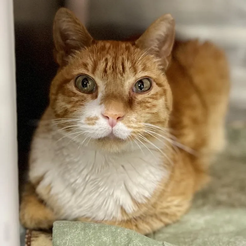 Paul Bunyan thumbnail 2