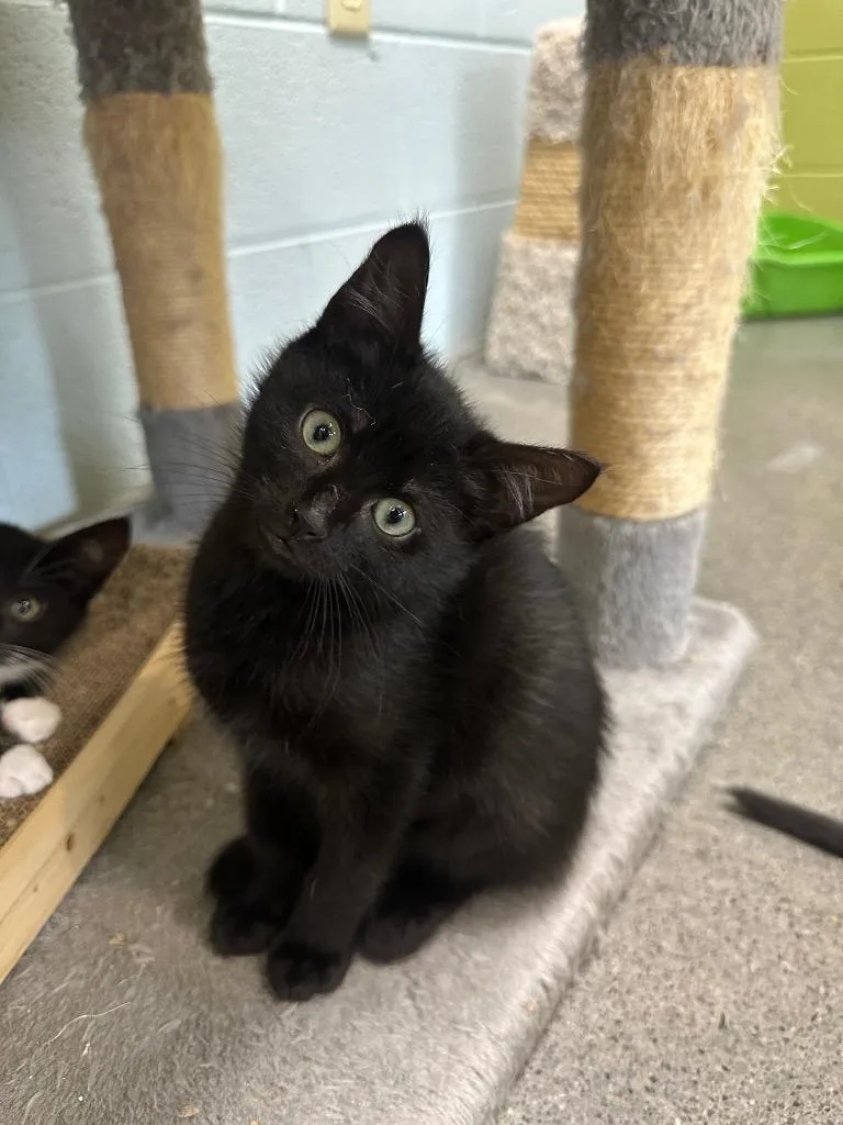 A baby medium-sized female Domestic Medium Hair cat named Mellow for adoption in Johnson City, TN