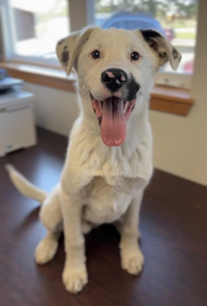 A baby large-sized male Tricolor (Brown, Black, & White) Australian Shepherd dog named Alvin for adoption in Bemidji, MN