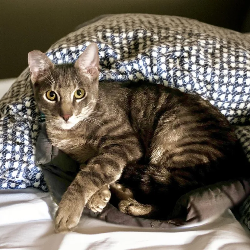A young medium-sized male Brown / Chocolate Domestic Short Hair cat named Frankey for adoption in Long Beach, CA