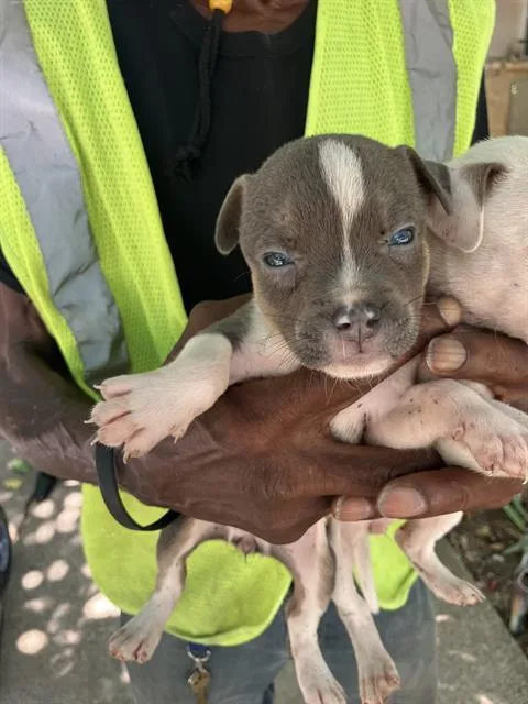 A baby medium-sized female Mixed Breed dog named Fancy for adoption in Dallas, TX